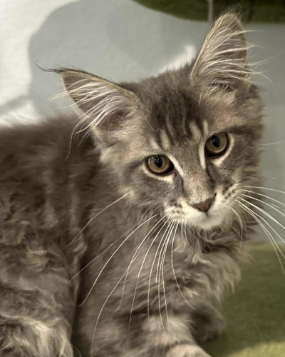 Screenshot 2025-03-24 at 5.05.08 AM